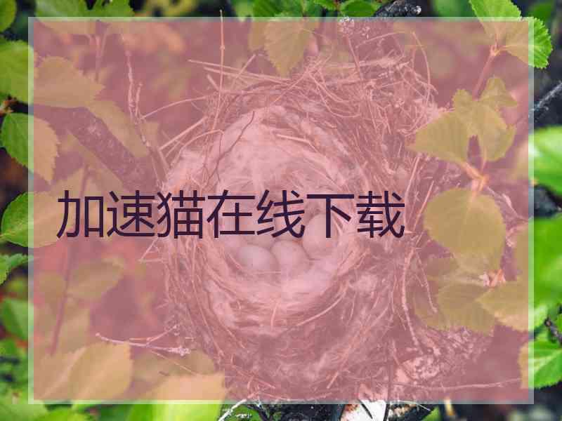 加速猫在线下载