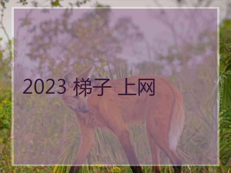 2023 梯子 上网
