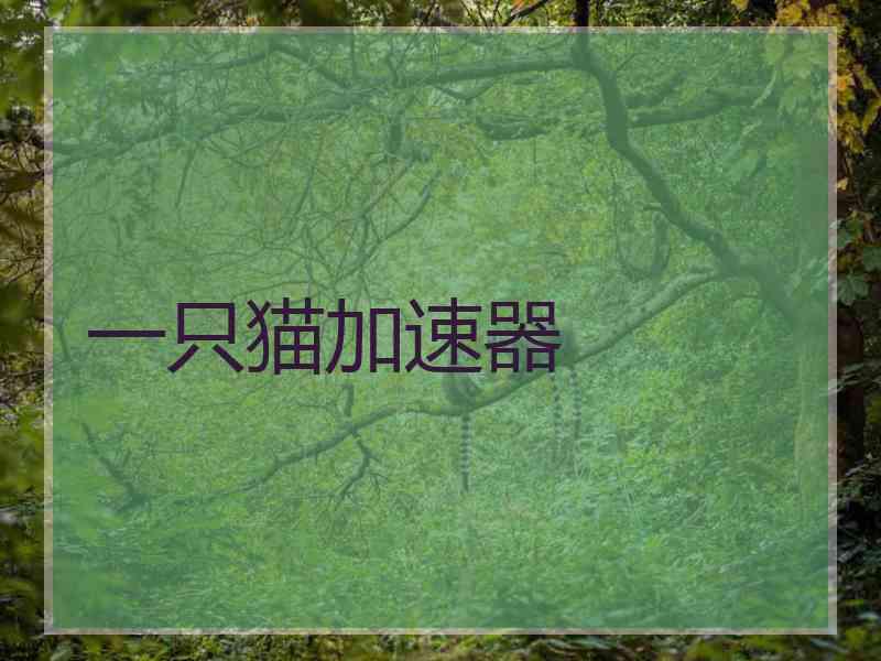 一只猫加速器