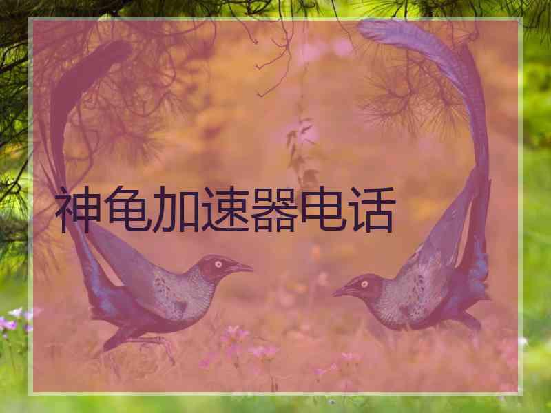 神龟加速器电话