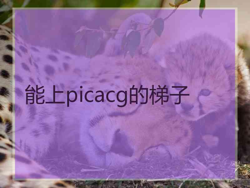 能上picacg的梯子
