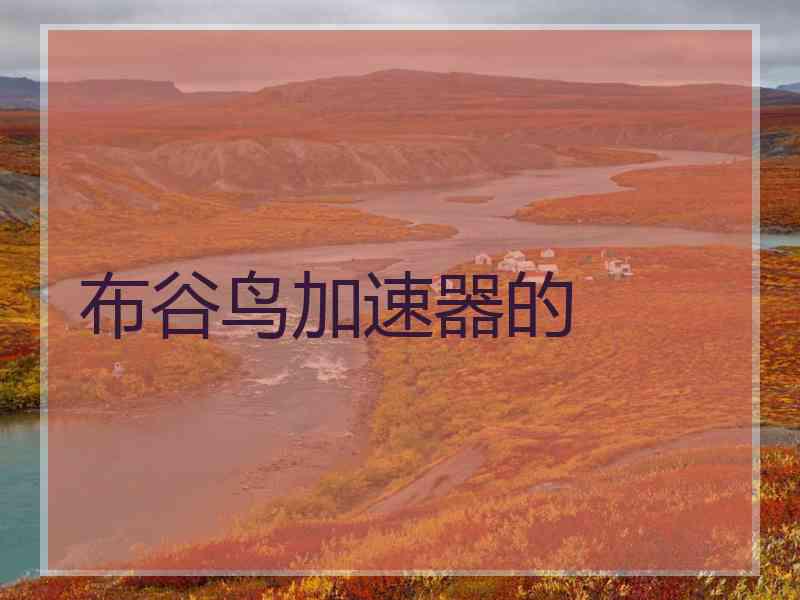 布谷鸟加速器的